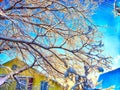 Snowy winter landscape of Lapland. Village house and tree branch covered with snow in sunny morning, evening Royalty Free Stock Photo