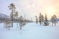 Snowy winter landscape - pine trees covered snow Royalty Free Stock Photo