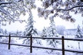 Snowy winter landscape with rural wooden fence and snow-covered pine trees Royalty Free Stock Photo