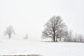 Snowy winter landscape with tree Royalty Free Stock Photo
