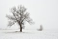 Snowy winter landscape with tree Royalty Free Stock Photo