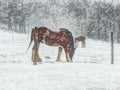 Winter horse Royalty Free Stock Photo