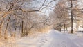 Snowy winter Park with bushes and fir trees, Russia, Ural Royalty Free Stock Photo