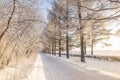 Snowy winter Park with bushes and fir trees, Russia, Ural Royalty Free Stock Photo