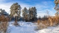 Snowy winter Park with bushes and fir trees, Russia, Ural Royalty Free Stock Photo