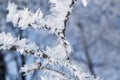 Snowy winter in the Park. Trees covered with white fluffy snow. Winter landscape. Celebration of New year and Christmas