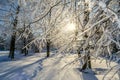 Snowy winter in the Park. Trees covered with white fluffy snow. Winter landscape. Celebration of New year and Christmas Royalty Free Stock Photo