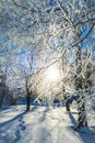 Snowy winter in the Park. Trees covered with white fluffy snow. Winter landscape. Celebration of New year and Christmas Royalty Free Stock Photo