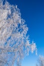 Snowy winter in the Park. Trees covered with white fluffy snow. Winter landscape. Celebration of New year and Christmas Royalty Free Stock Photo