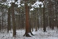 Snowy winter park trees landscape Royalty Free Stock Photo