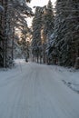 Snowy winter road through forest of fir trees Royalty Free Stock Photo