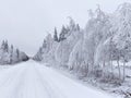 Snowy winter road in northern Sweden with hanging birches Royalty Free Stock Photo