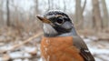 Snowy Winter Robin Close Up Portrait Royalty Free Stock Photo