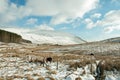 Winter snows and mountain pony in the Brecon beacons.