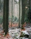 Snowy winter scene featuring a thick fog and tall trees in a wooded area Royalty Free Stock Photo