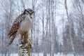 Snowy winter scene with hawk owl, Surnia ulula. Hawk Owl in nature forest habitat during cold winter. Wildlife scene from nature. Royalty Free Stock Photo