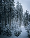 Snowy winter scene with a path covered in snow and evergreen trees on either side. Royalty Free Stock Photo