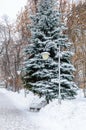 Winter scene: snow covered path, lanterns and fir tree in a park. Snowy winter background with Christmas tree outdoors