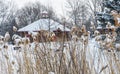 Snowy Winter scene snowy bushes Royalty Free Stock Photo