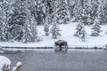 Snowy winter scene in Yellowstone with pine trees, river and bis