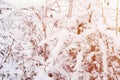 snowy winter season in nature. white fresh icy frozen snow and snowflakes on a bare Royalty Free Stock Photo