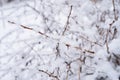 snowy winter season in nature. white fresh icy frozen snow and snowflakes on a bare Royalty Free Stock Photo
