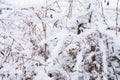 snowy winter season in nature. white fresh icy frozen snow and snowflakes on a bare Royalty Free Stock Photo