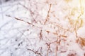 snowy winter season in nature. white fresh icy frozen snow and snowflakes on a bare Royalty Free Stock Photo