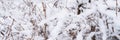 snowy winter season in nature. white fresh icy frozen snow and snowflakes on a bare trees branches Royalty Free Stock Photo