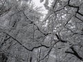 Snowy winter trees 1