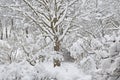 Snowy winter trees, fresh new snow covered garden, lilac branches after blizzard snowstorm, heavy snowfall drifts, multiple tree Royalty Free Stock Photo