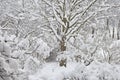 Snowy winter trees, fresh new snow covered garden, lilac branches after blizzard snowstorm, heavy snowfall drifts, multiple tree