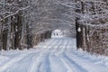 Snowy winterpath with jogger Royalty Free Stock Photo