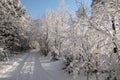 Snowy wood