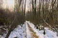 Snowy wood walkway winter forest in the flemish countryside Royalty Free Stock Photo