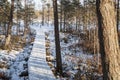Snowy wooden pathway in sunlight through swamp forest Royalty Free Stock Photo