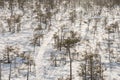 Snowy wooden pathway in sunlight through swamp in Latvia Royalty Free Stock Photo