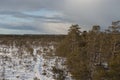 Snowy wooden pathway in sunlight through swamp from viewing platform Royalty Free Stock Photo