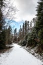 Snowy woodland path in the middle of the winter forest Royalty Free Stock Photo