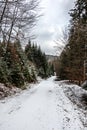 Snowy woodland path in the middle of the winter forest Royalty Free Stock Photo