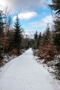 Snowy woodland path in the middle of the winter forest Royalty Free Stock Photo