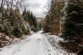 Snowy woodland path in the middle of the winter forest Royalty Free Stock Photo