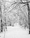 Snowy Woods Royalty Free Stock Photo