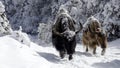 Snowy Yaks