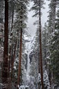 Snowy Yosemite Falls Framed by Trees