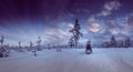 Snowy young pine tree forest under dark winter skies, snowmobile. Winter landscape In Northern Sweden, Vasterbotten, Umea