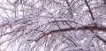 Snowybranches Royalty Free Stock Photo