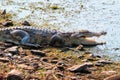 Snub Nosed Marsh Crocodile mugger crocodile Crocodylus palustris Royalty Free Stock Photo