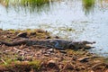 Snub Nosed Marsh Crocodile mugger crocodile Crocodylus palustris Royalty Free Stock Photo