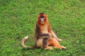 Snub-nosed Monkey(Golden Monkey) Royalty Free Stock Photo